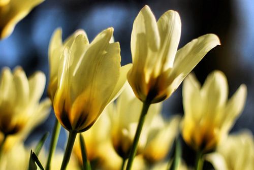 Flower Power 7 van Bee Art foto