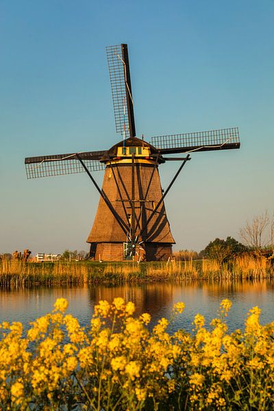Windmill and flowers at sunset, Kinderdijk, Netherlands by Markus Lange