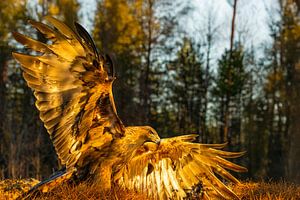 Steinadler (Aquila chrysaetos), Steinadler, Schweden.