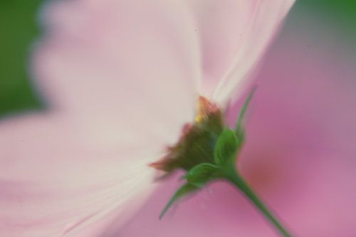 Cosmea, Schnuckkörbchen