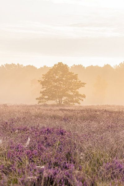 Baum bei Sonnenaufgang auf einer nebligen Heidefläche von Davey Bogaard
