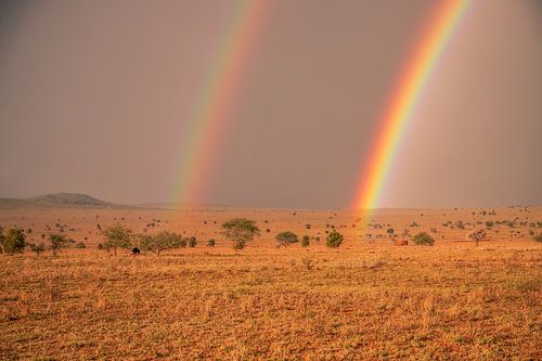 Dubbele regenboog in de Masai Mara steppe