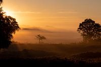 Zonsopkomst Gasterse duinen
