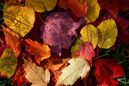 Herfstbladeren in de tuin