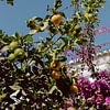 Zitronenbaum | Klarer blauer Himmel | Farbenfroh | Algarve, Portugal von Vy Van Nguyen
