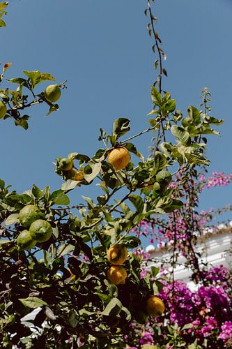 Zitronenbaum | Klarer blauer Himmel | Farbenfroh | Algarve, Portugal