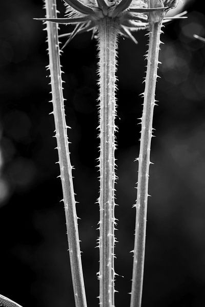 Distel von Thomas Jäger