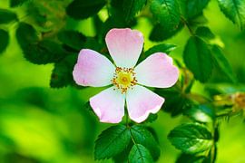 Soft pink dog rose in bloom