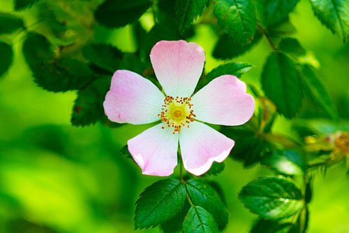 Soft pink dog rose in bloom