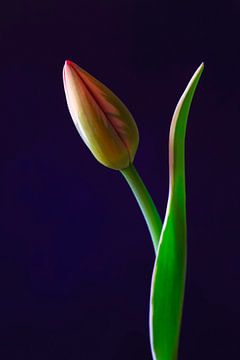 Tulip Elegance van Thomas Jäger
