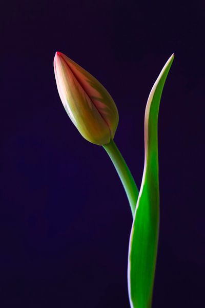 Tulip Elegance by Thomas Jäger
