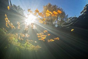 Herfst van Matthijs de Vos