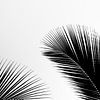 Feuilles de palmier abstraites I sur Photolovers reisfotografie