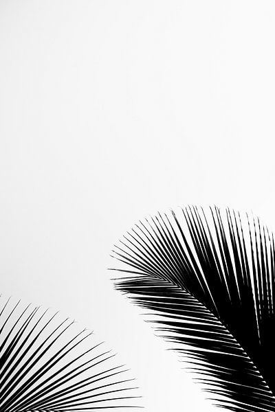 Abstracte palmbladeren I van Photolovers reisfotografie