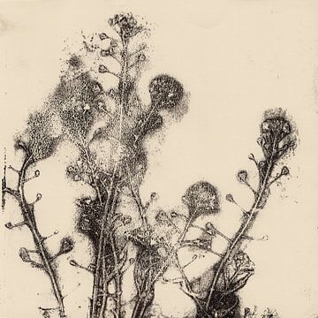 Vintage botanische prints. Zomerplanten en bloemen. van Dina Dankers