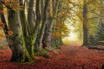Lumière d'automne dans la forêt sur Henk Meeuwes