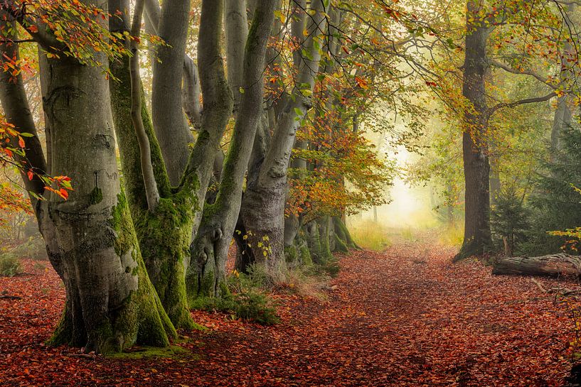Herbstlicht tief im Wald von Henk Meeuwes