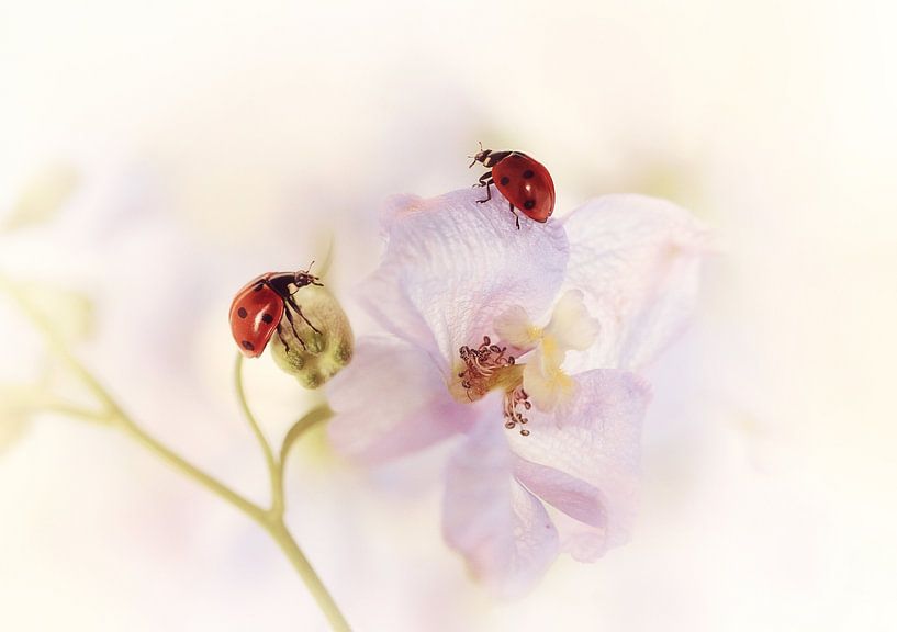 The meeting..... by Ellen van Deelen