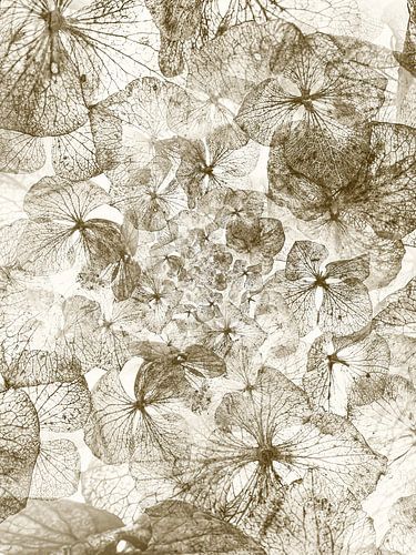 Feuilles d'hortensia à balancement multiple sur Klaartje Majoor