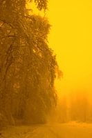 Arbre couvert de neige au coucher du soleil