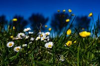 Spring flowers