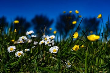 Spring flowers by Jaap van den Bosch