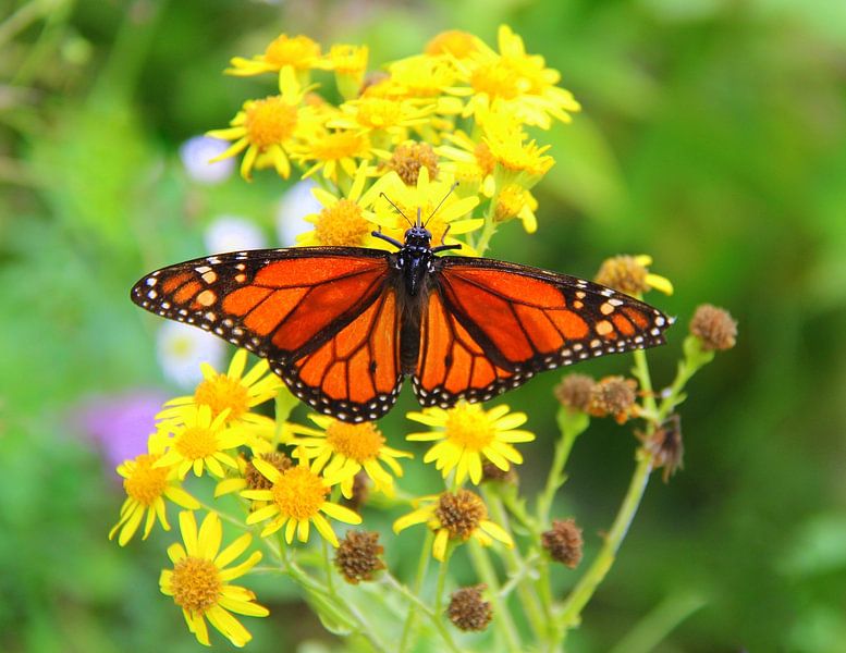 Monarchvlinder. van Jose Lok