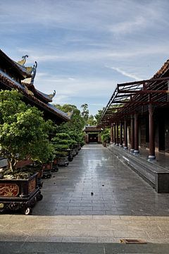 A line of bonsai trees in a sacred courtyard by Frank Photos
