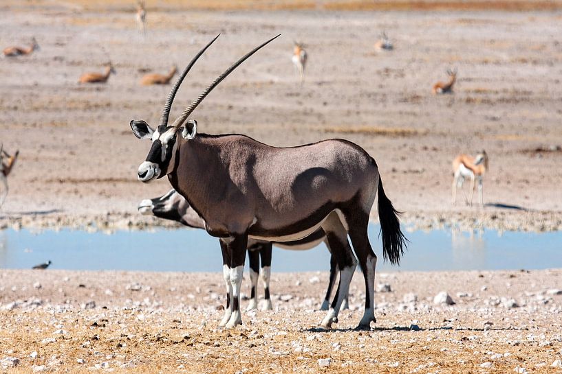 Oryx antelopes in Namibia by Roland Brack