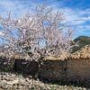 Amandier en fleurs et ferme traditionnelle en Espagne sur Adriana Mueller