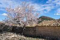 Bloeiende amandelboom en traditionele boerderij in Spanje