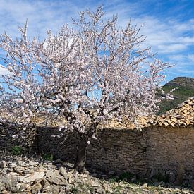 Blühender Mandelbaum und traditionelles Bauernhaus in Spanien von Montepuro