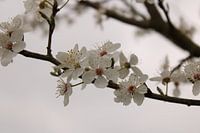 Blossom