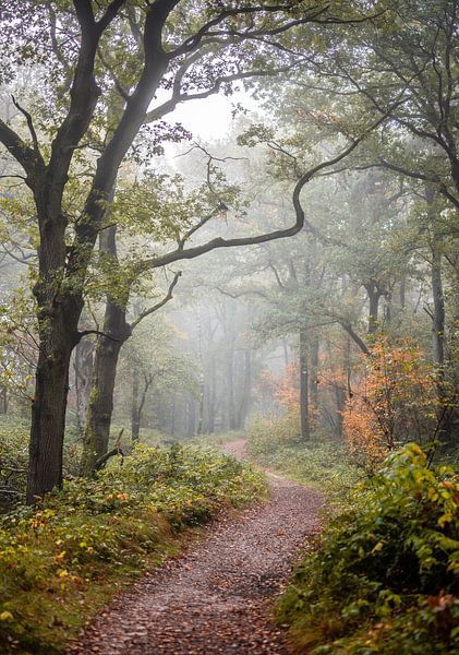 Wolfhezer heath part 59 by Tania Perneel