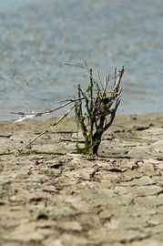 vergaan op de droogte von vanetty onderstal
