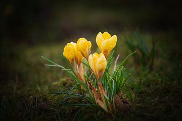 Crocuses in spring by Marcel Hirsch