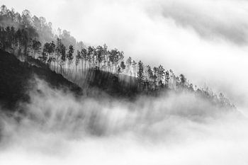 Arbres dans la brume | Parc national de Gerês-Xurés Portugal