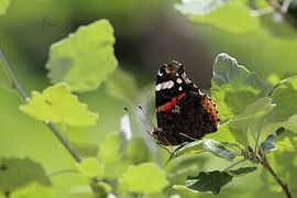 Vlinder by t de bruin