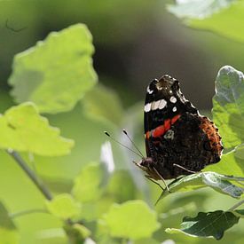 Vlinder sur t de bruin