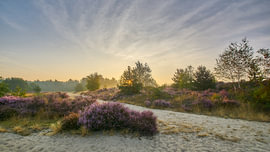 Bruyère au lever du soleil – Bruyère violette et chemin de sable