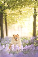 Hond tussen de hyacinten