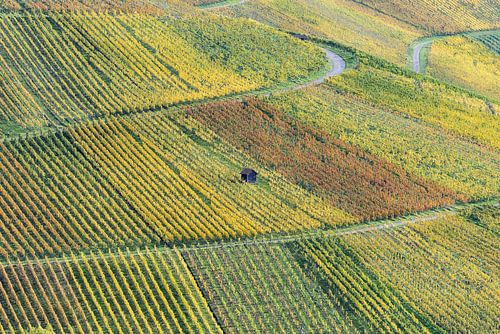 Herfstwijngaarden op de Rotenberg bij Stuttgart