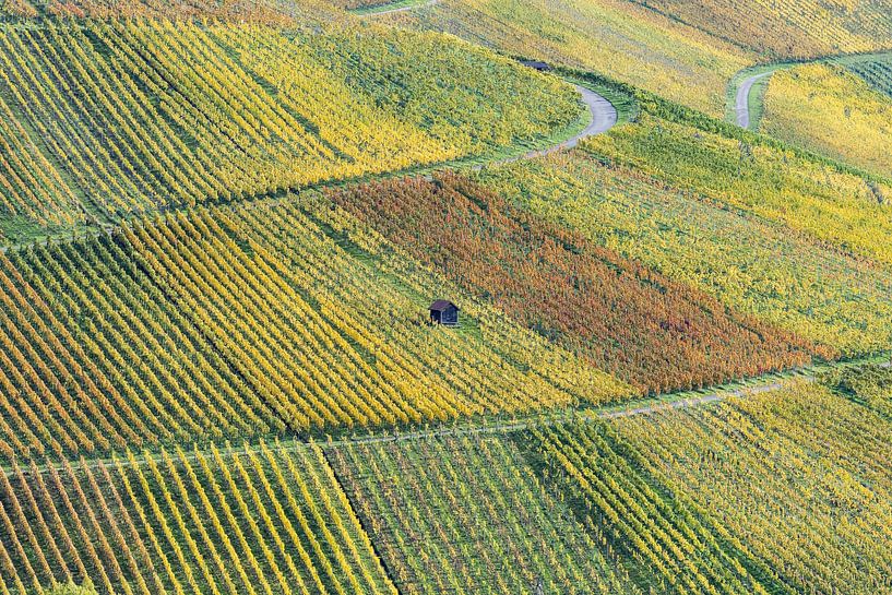 Autumn vineyards on the Rotenberg near Stuttgart by Walter G. Allgöwer
