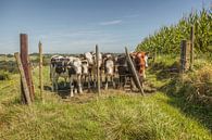 Neugierige Kühe in Süd-Limburg von John Kreukniet Miniaturansicht