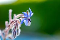 La fleur de la bourrache a l'air d'avoir un goût tout simplement magnifique.