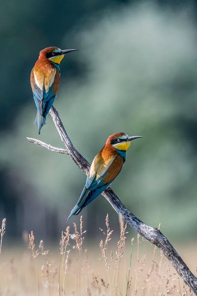 Bee-eater (Merops apiaster) by Gert Hilbink