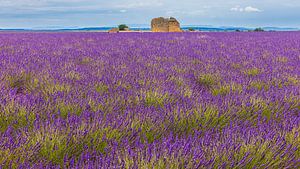 Lavendelfelder bei Valensole, Frankreich