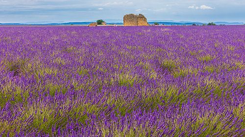 Lavendelvelden bij Valensole, Frankrijk