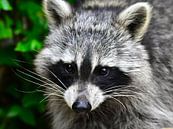 Cute raccoon by DeVerviers thumbnail