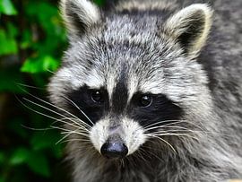 Cute raccoon
